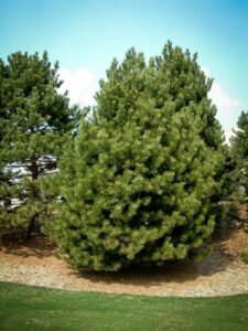 Сосна Чёрная (Pinus Nigra) купить по цене от 270.00р. в интернет-магазине «Посадика» с доставкой почтой в в Тебердае и по всей России – [изображение №1].