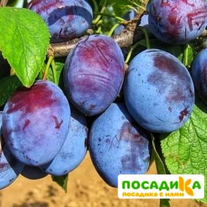 Слива Чачакская ранняя купить по цене от 229.00р. в интернет-магазине «Посадика» с доставкой почтой в в Тебердае и по всей России – [изображение №1].