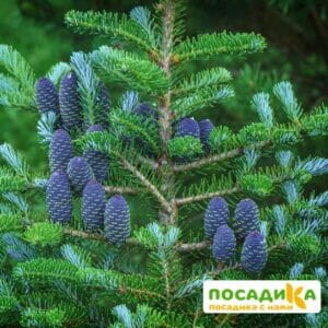 Пихта корейская (Abies koreana) купить по цене от 450.00р. в интернет-магазине «Посадика» с доставкой почтой в в Тебердае и по всей России – [изображение №1].