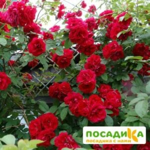Роза плетистая Амадеус купить по цене от 399.00р. в интернет-магазине «Посадика» с доставкой почтой в в Тебердае и по всей России – [изображение №1].