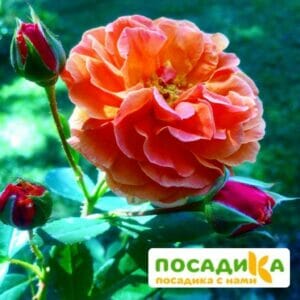 Роза Арабия купить по цене от 350.00р. в интернет-магазине «Посадика» с доставкой почтой в в Тебердае и по всей России – [изображение №1].