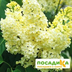 Сирень Примроуз (Primrose) купить по цене от 529.00р. в интернет-магазине «Посадика» с доставкой почтой в в Тебердае и по всей России – [изображение №1].