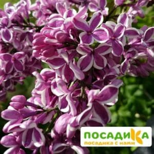 Сирень Сенсация купить по цене от 529.00р. в интернет-магазине «Посадика» с доставкой почтой в в Тебердае и по всей России – [изображение №1].