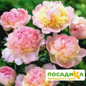 Пион Распберри Сандей (Paeonia Raspberry Sundae) купить по цене от 959р. в интернет-магазине «Посадика» с доставкой почтой в в Тебердае и по всей России – [изображение №1].