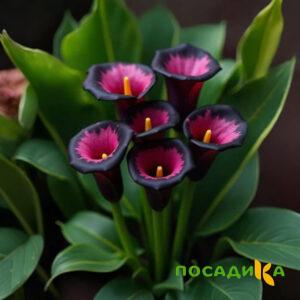 Калла Аура Лейс купить по цене от 400р. в интернет-магазине «Посадика» с доставкой почтой в в Тебердае и по всей России – [изображение №1].