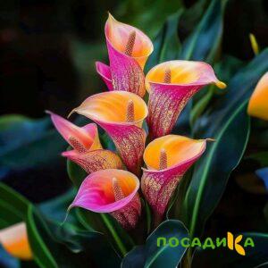Калла Оникс купить по цене от 450р. в интернет-магазине «Посадика» с доставкой почтой в в Тебердае и по всей России – [изображение №1].