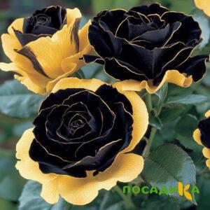 Роза Ханни Сикл купить по цене от 700р. в интернет-магазине «Посадика» с доставкой почтой в в Тебердае и по всей России – [изображение №1].