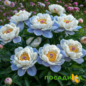 Пион акварельный Этюд купить по цене от 806р. в интернет-магазине «Посадика» с доставкой почтой в в Тебердае и по всей России – [изображение №1].