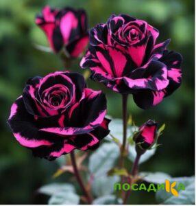 Роза Багровый Шепот купить по цене от 366р. в интернет-магазине «Посадика» с доставкой почтой в в Тебердае и по всей России – [изображение №1].