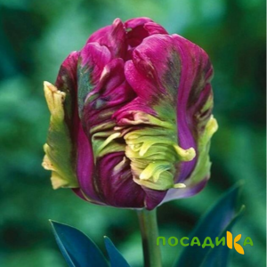 Тюльпан Экзотик Хэвен купить по цене от 186р. в интернет-магазине «Посадика» с доставкой почтой в в Тебердае и по всей России – [изображение №1].