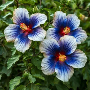 Гибискус Илюжн Вилью купить по цене от 259р. в интернет-магазине «Посадика» с доставкой почтой в в Тебердае и по всей России – [изображение №1].