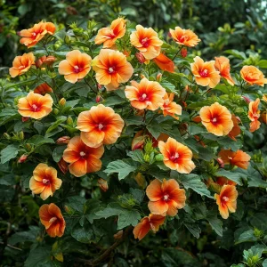 Гибискус Кристал Рэй купить по цене от 458р. в интернет-магазине «Посадика» с доставкой почтой в в Тебердае и по всей России – [изображение №1].