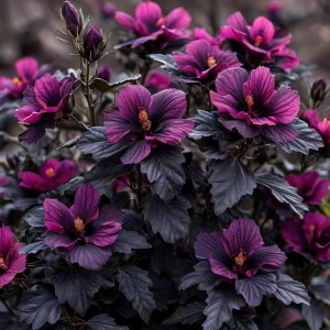 Гибискус Корал Чарм купить по цене от 271р. в интернет-магазине «Посадика» с доставкой почтой в в Тебердае и по всей России – [изображение №1].