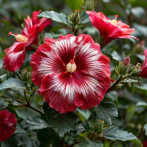 Гибискус Пурпл Мистик купить по цене от 360р. в интернет-магазине «Посадика» с доставкой почтой в в Тебердае и по всей России – [изображение №1].