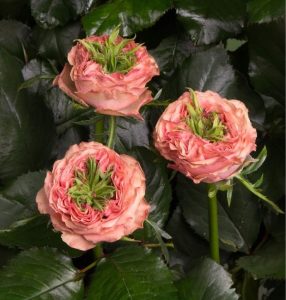 Роза Амбер Инчант купить по цене от 495р. в интернет-магазине «Посадика» с доставкой почтой в в Тебердае и по всей России – [изображение №1].